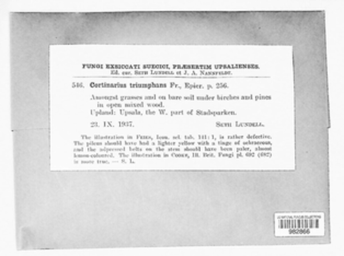 Phlegmacium triumphans image